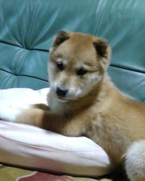 inCollage_20210222_183336605