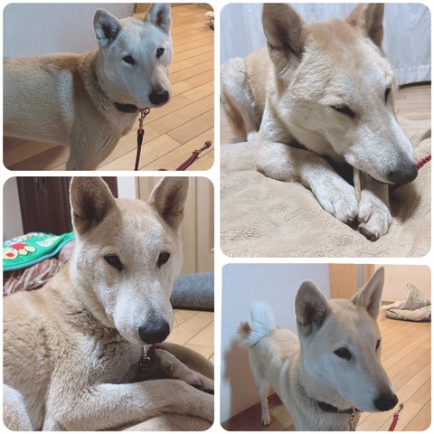 InCollage_20240216_205748354