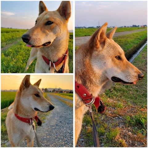 InCollage_20230726_152552615