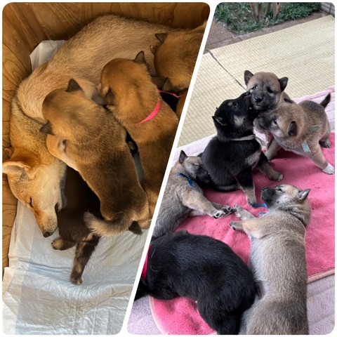 InCollage_20240627_142139950