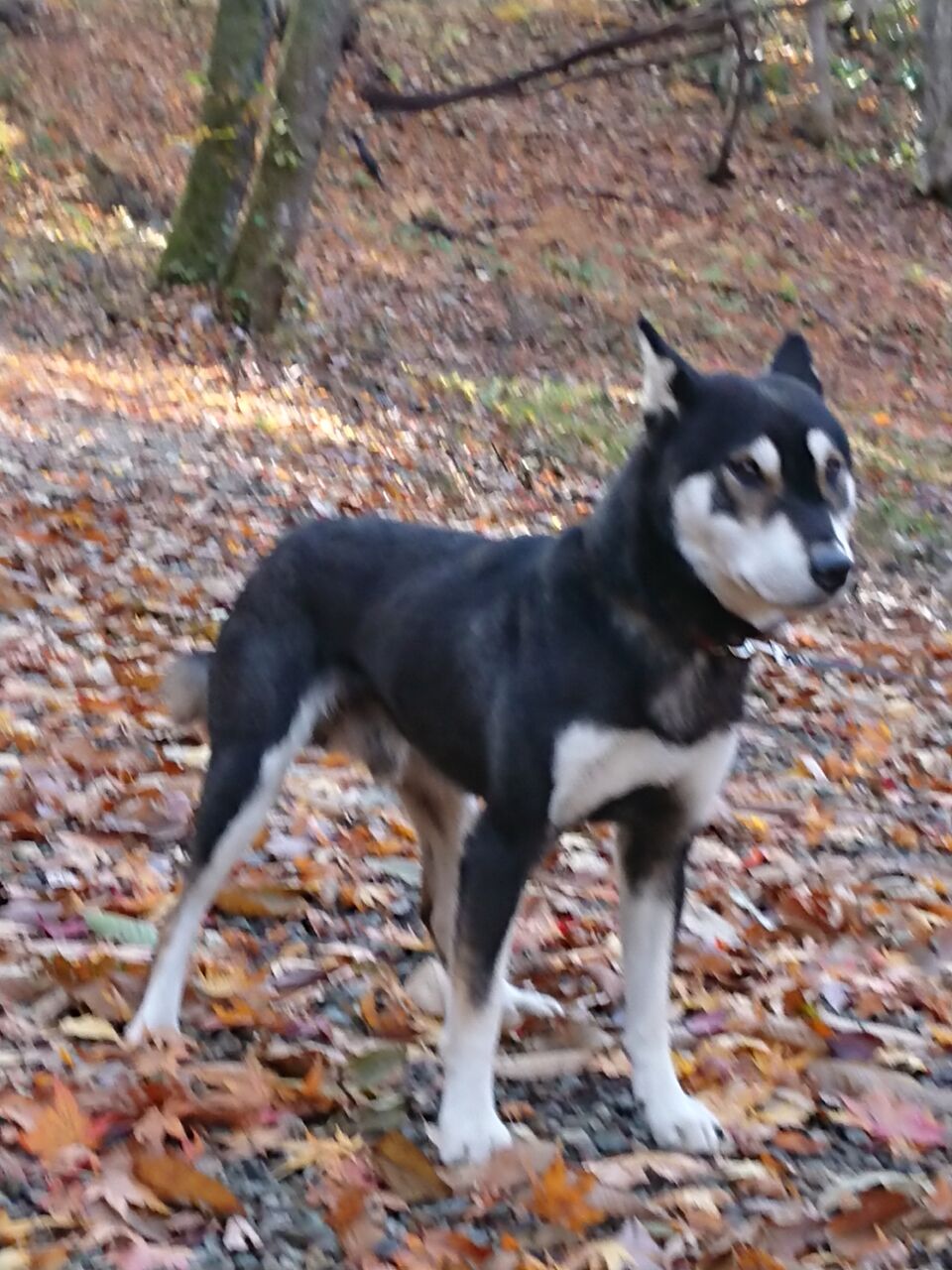 黒柴縄文犬 男らしい豆太君 男前です 縄文柴犬 縄文犬 柴犬保存会秋田支部 黒柴縄文犬 男らしい豆太君 男前です 縄文柴犬 縄文犬 柴犬保存会秋田支部