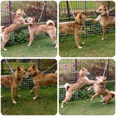 InCollage_20241023_132608065