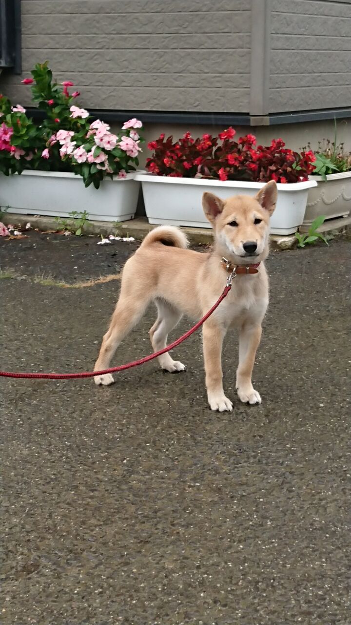 3ヶ月幼犬 アムちゃん 昨日のむぎちゃんの姉妹犬です 柴犬保存会秋田支部 3ヶ月幼犬 アムちゃん 昨日のむぎちゃんの姉妹犬です 柴犬保存会秋田支部