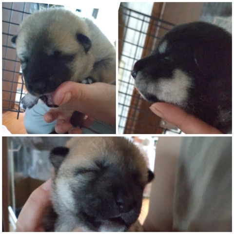 inCollage_20210829_153409361