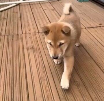 1731661629257_exported_0