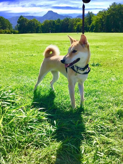 こまち紅桜姫３