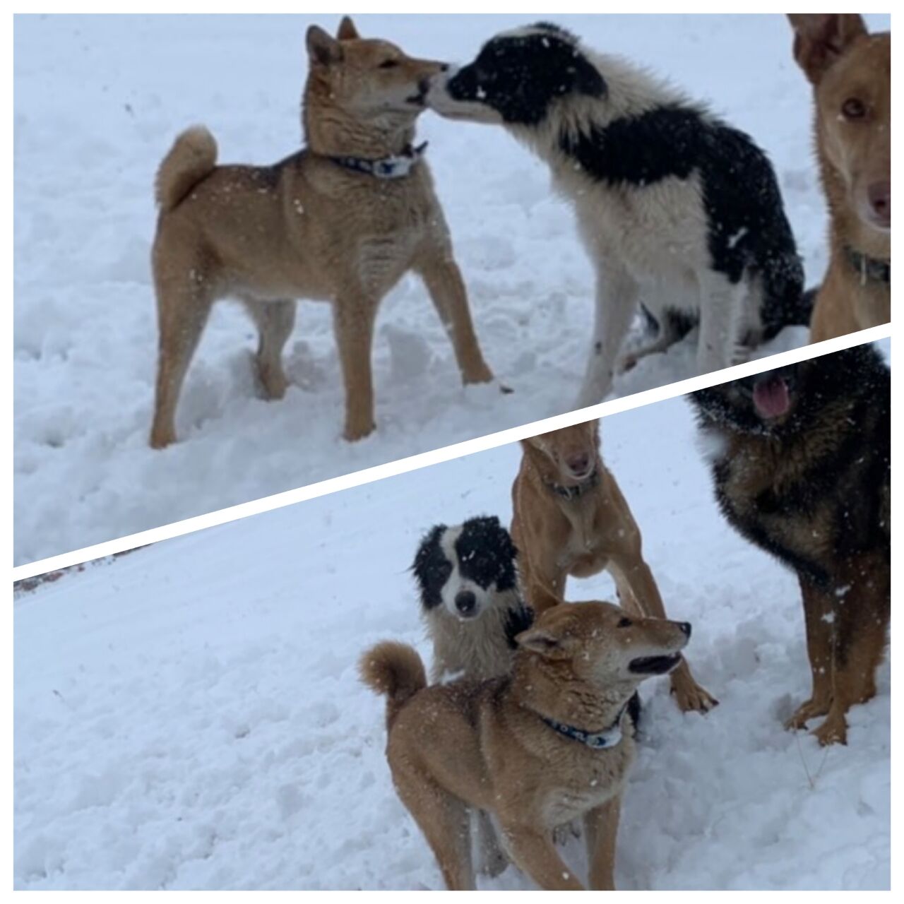 猟犬として洋犬先住犬らと暮らす剣君 柴犬保存会秋田支部