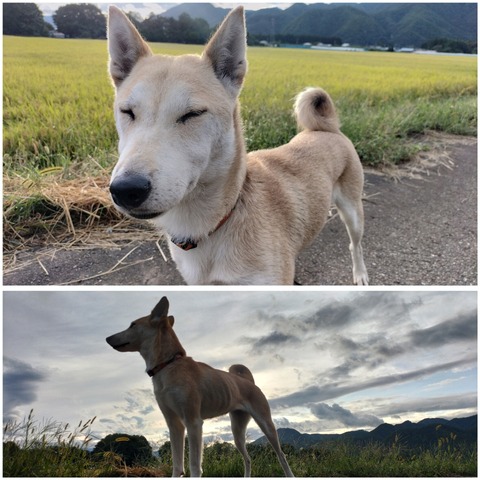 InCollage_20230923_210108507