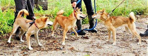 コマ・凛ちゃん・チカ２