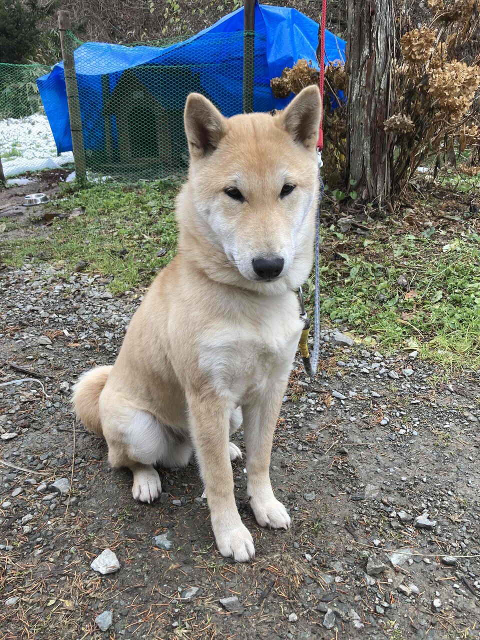 柴犬保存会秋田支部
縄文犬 岩手県 赤柴 雄 甲斐君 6ヶ月 目がとても印象的です。
コメント