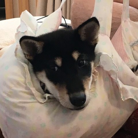 IMG_20191022_181427_466