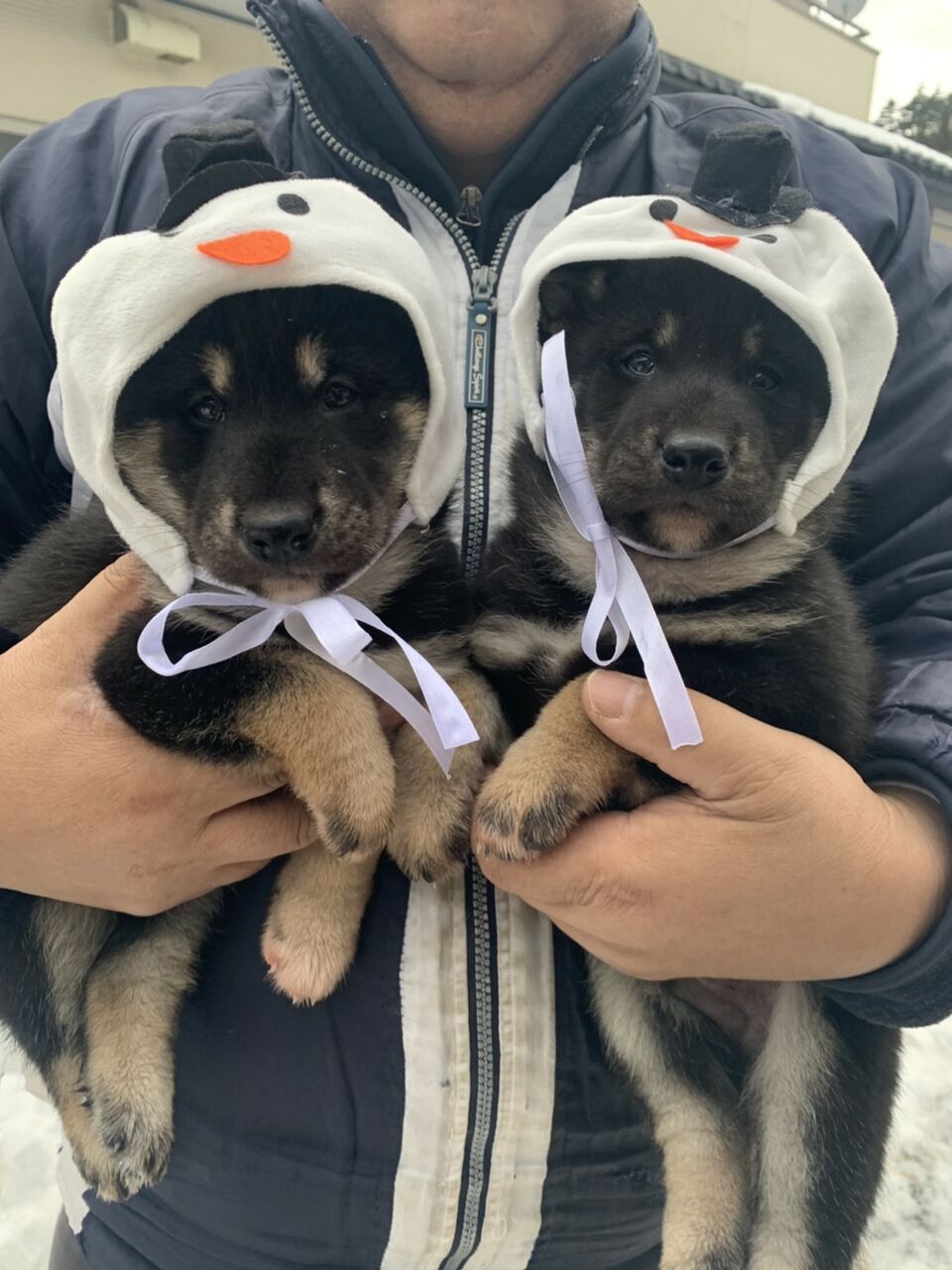 縄文犬 遠野市 黒柴仔犬 名前が決まりました！ 嵐君・玲桜君・菊姫ちゃん : 天然記念物柴犬保存会