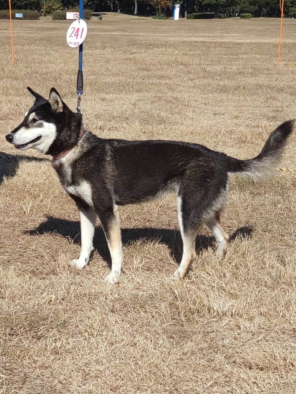 母犬譲りの綺麗な顔立ちです : 天然記念物柴犬保存会