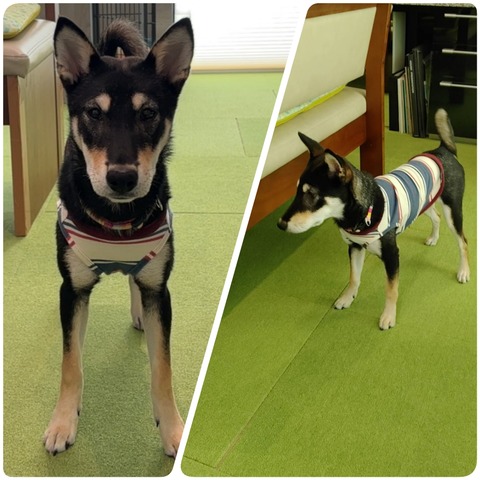 InCollage_20240823_124402060