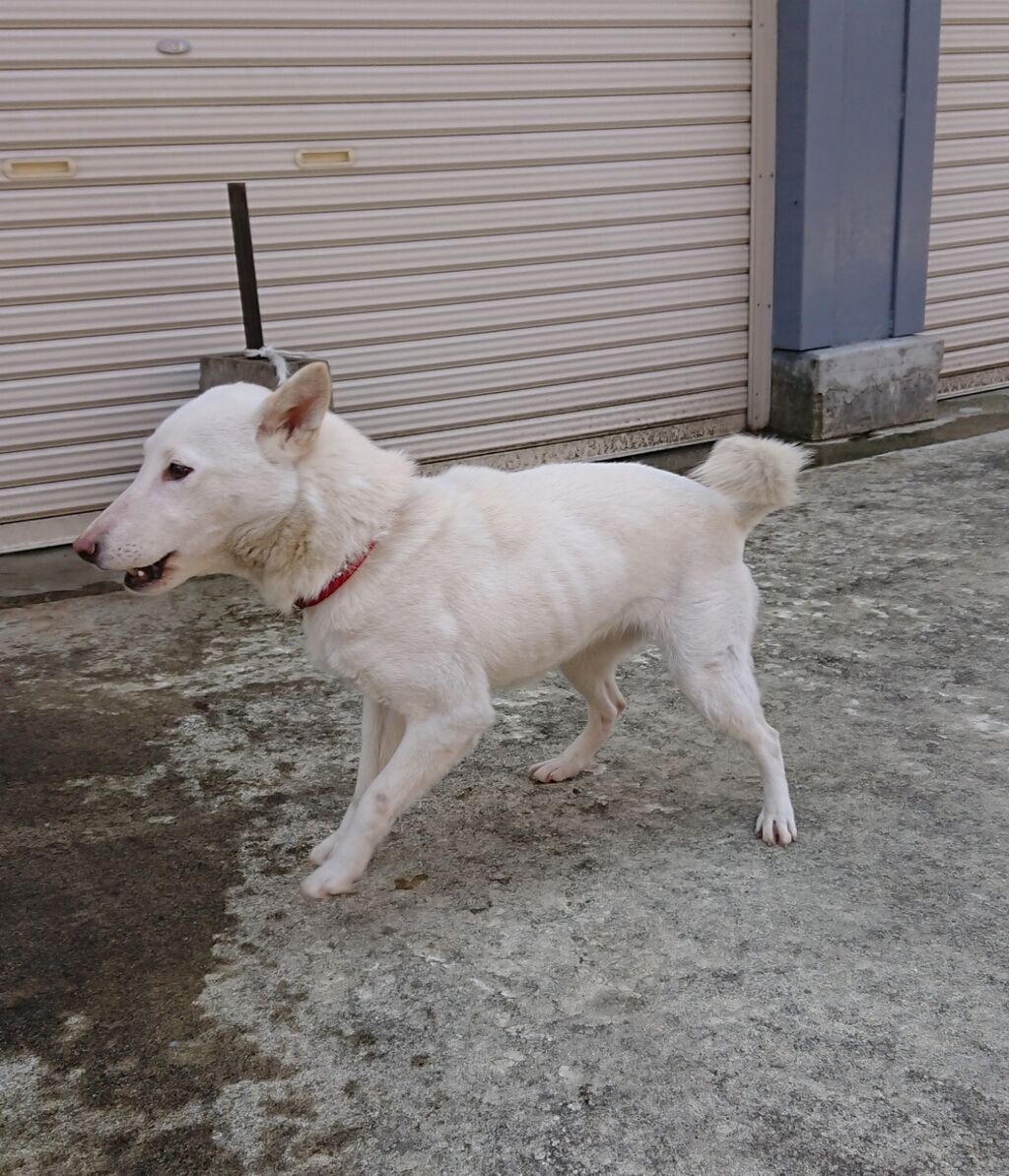 柴犬保存会秋田支部
縄文柴犬 秋田 おぼない犬舎 白柴 さくらちゃん
コメント