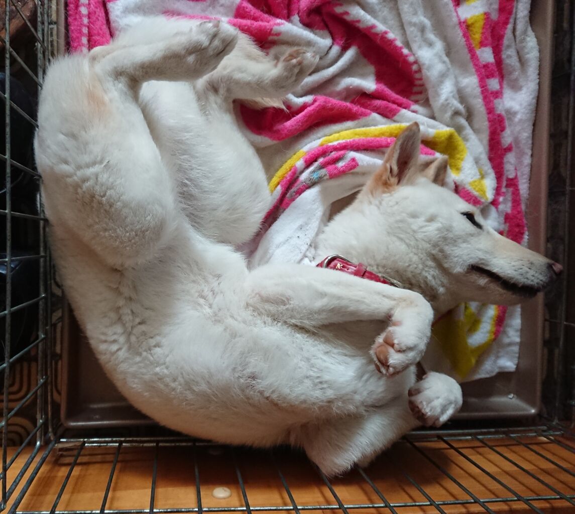 縄文柴犬 雪の寝姿 カッコいい姿ばかりでは有りません 柴犬保存会秋田支部