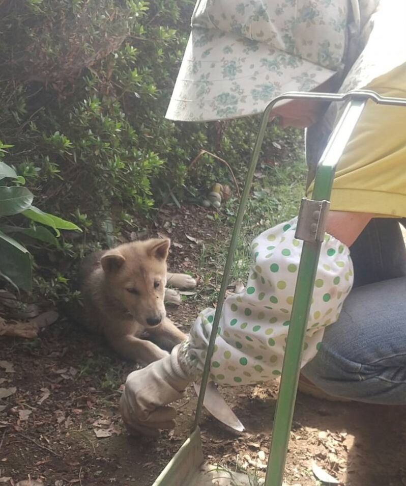 柴犬保存会秋田支部
縄文犬仔犬 埼玉の農園のアイドル犬になりました🥰
コメント