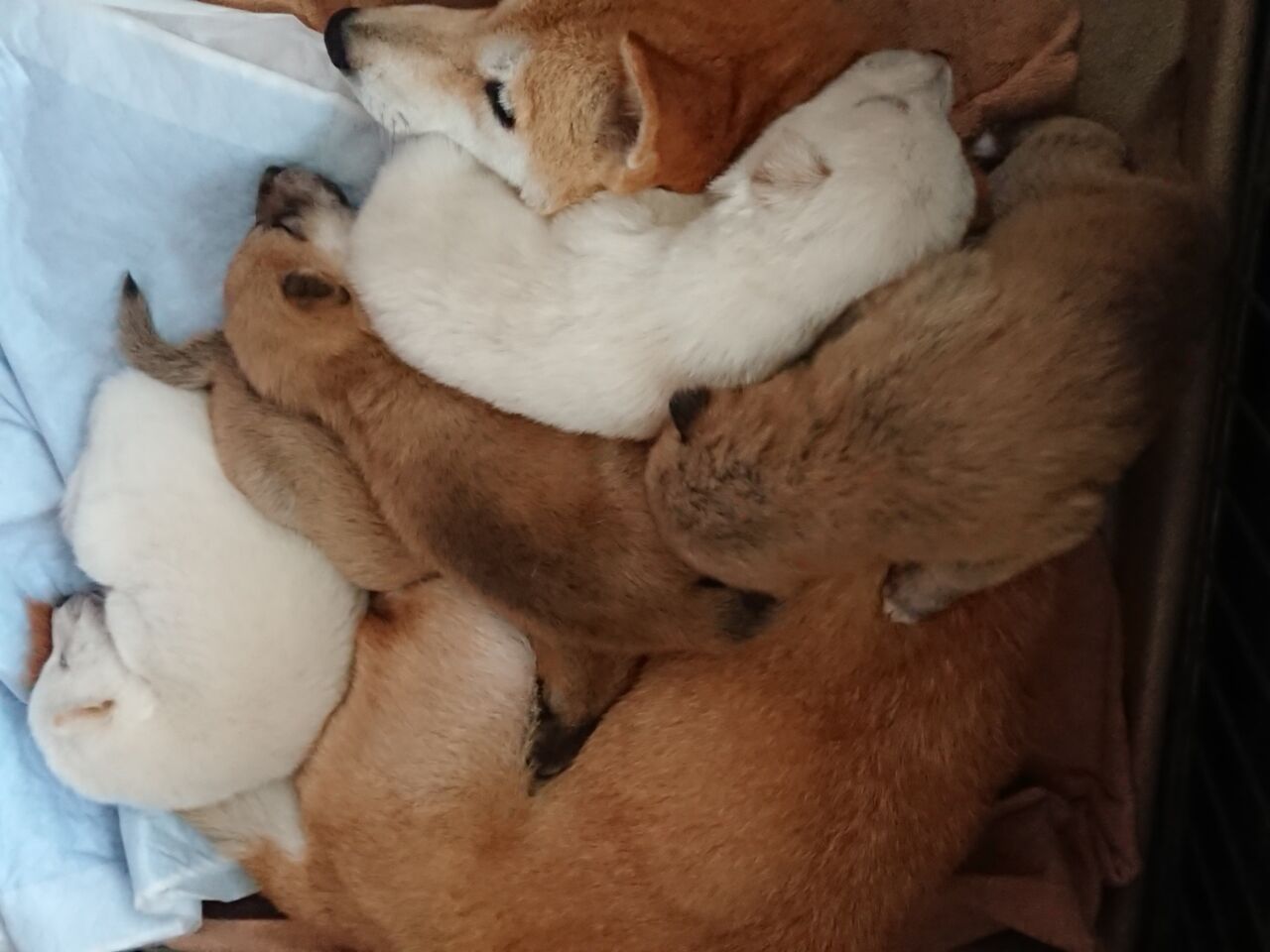 縄文犬 子犬 秋田ではめっきり寒くなりました 柴犬保存会秋田支部 縄文犬 子犬 秋田ではめっきり寒くなりました 柴犬保存会秋田支部