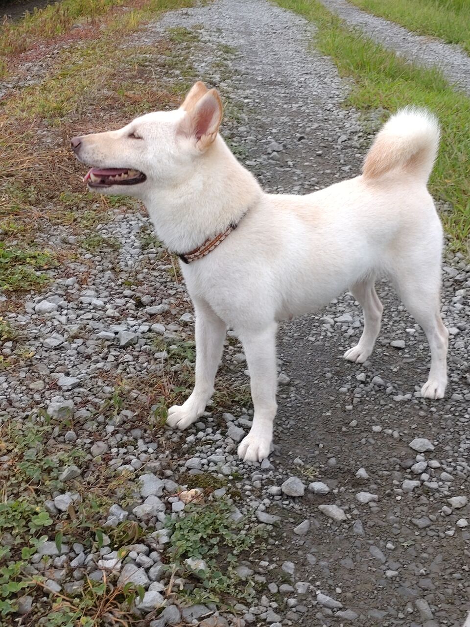 第123回本部展雌部2席金章犬の母犬の雪です 柴犬保存会秋田支部