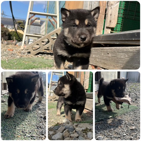 InCollage_20240128_170555708