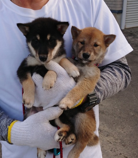 inCollage_20210625_074603926