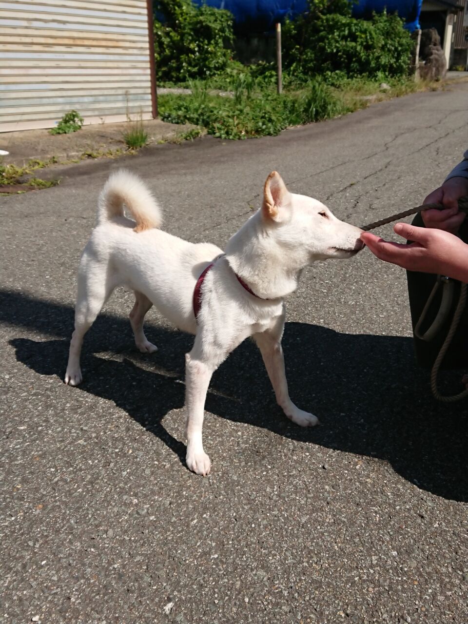 縄文犬 白柴 ハコちゃん 田沢湖 仙岩の郷犬舎 柴犬保存会秋田支部 縄文犬 白柴 ハコちゃん 田沢湖 仙岩の郷犬舎 柴犬保存会秋田支部
