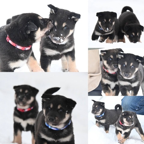 InCollage_20250108_102242197