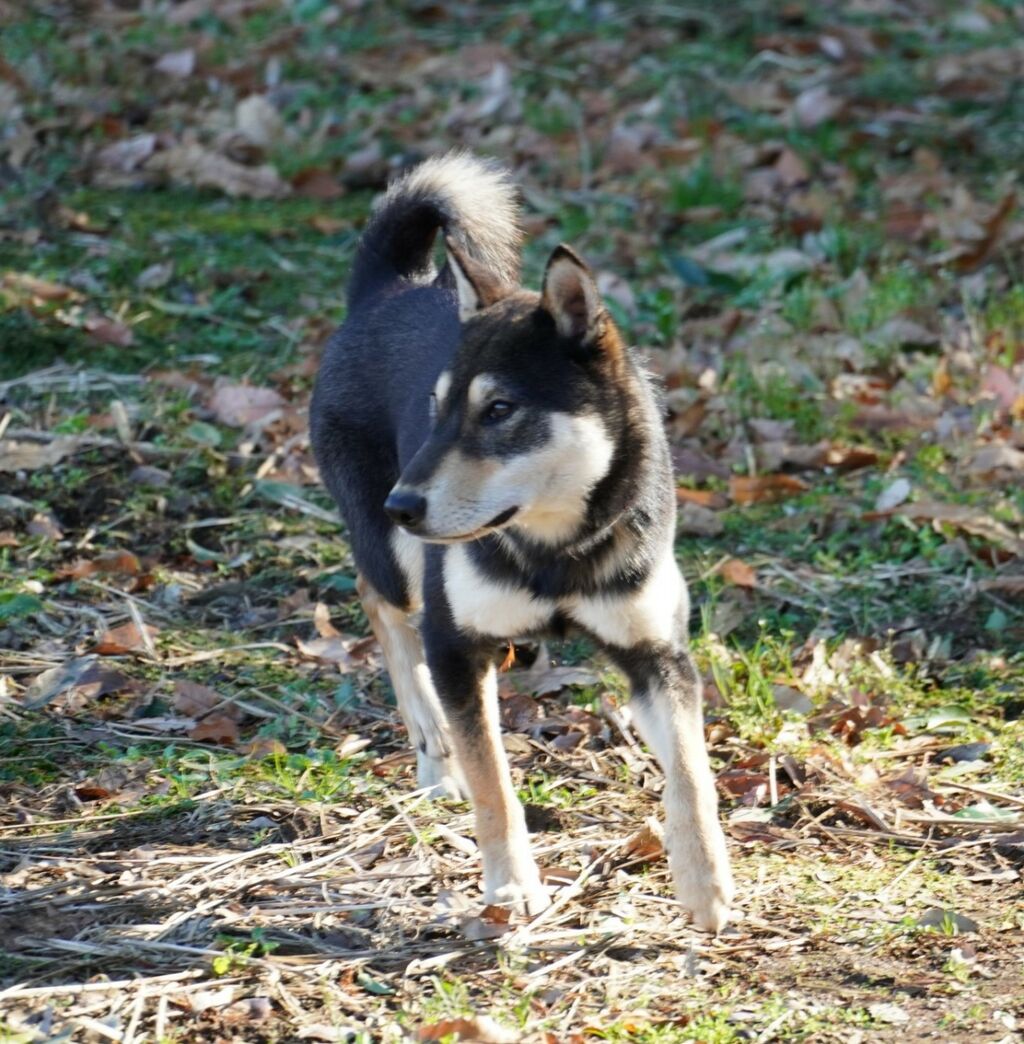 柴犬 黒柴 縄文犬 汐彩の鉄王 サスケ君 凛々しく躍動感いっぱいです カッコいい 柴犬保存会秋田支部