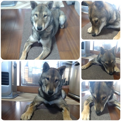 InCollage_20250325_150257215