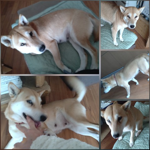 InCollage_20240128_095951491