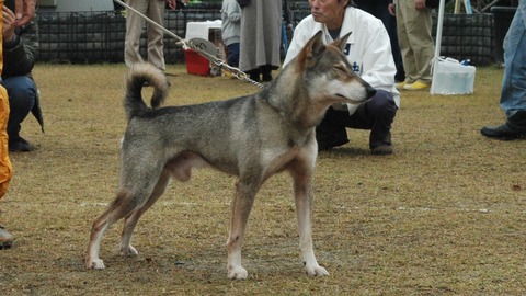 金章犬宮城の紅黒　