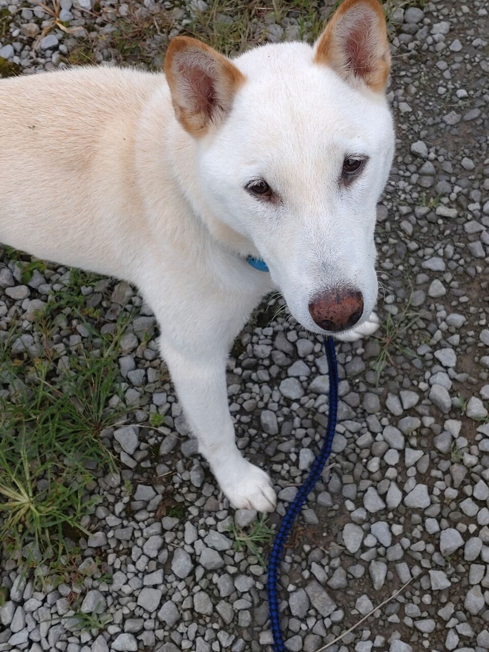 大ちゃん日記 夏のお散歩編 柴犬保存会秋田支部 大ちゃん日記 夏のお散歩編 柴犬保存会秋田支部