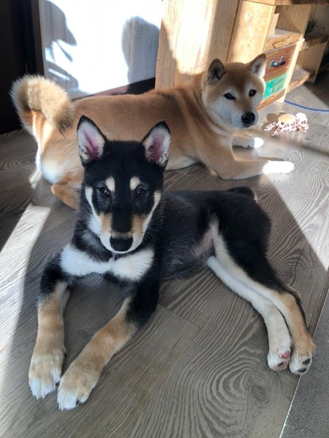 IMG_20241230_172635_553