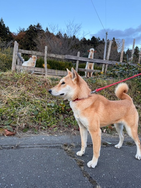 InCollage_20241130_114739200