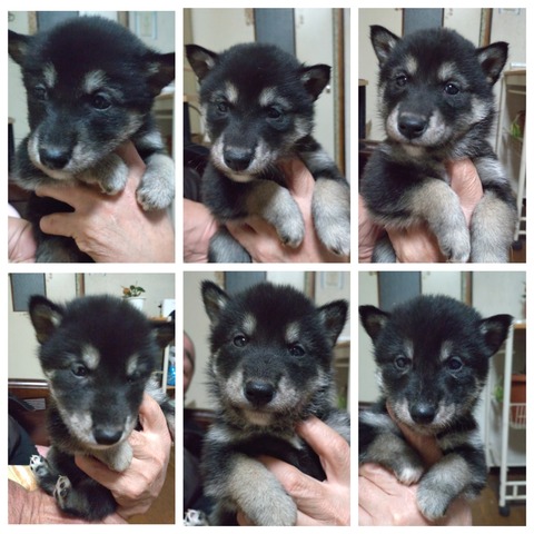 inCollage_20220127_212142952