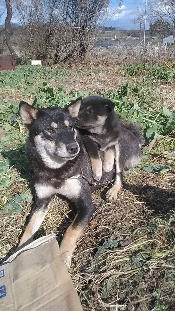 柴犬保存会秋田支部 柴犬保存会秋田支部