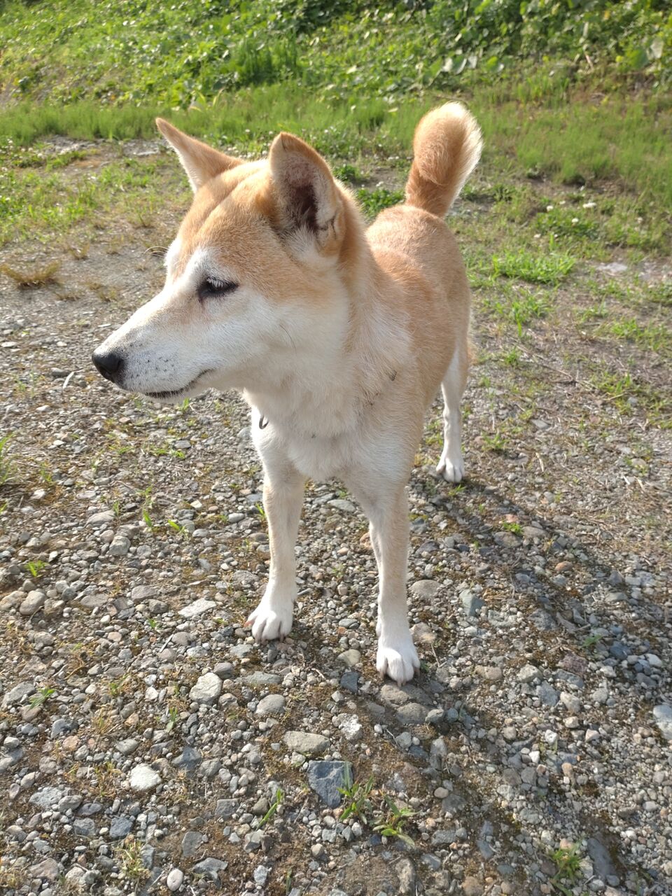 第123回本部展雌部金章犬の母犬であり祖母犬プリンです 柴犬保存会秋田支部