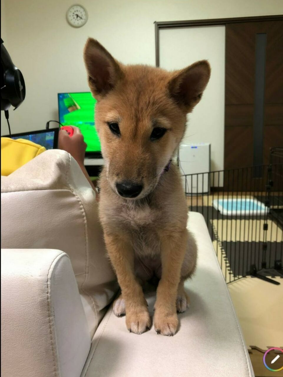 縄文犬 千葉県 幼犬 赤柴 野性味もありますが 順応性も抜群です 柴犬保存会秋田支部 縄文犬 千葉県 幼犬 赤柴 野性味もありますが 順応性も抜群です 柴犬保存会秋田支部