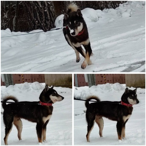 InCollage_20221218_131758398