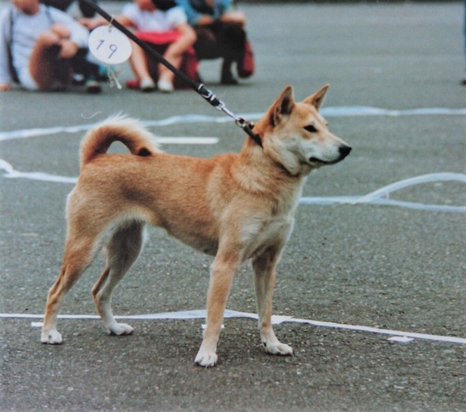 縄文犬 昭和の名犬 伊豆美荘 姉妹で金章犬 柴犬保存会秋田支部