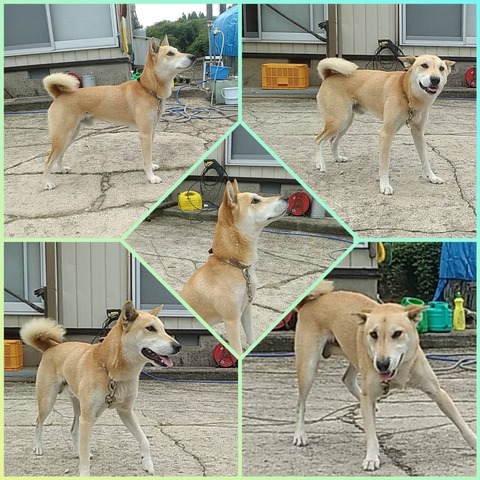 InCollage_20220823_081438364