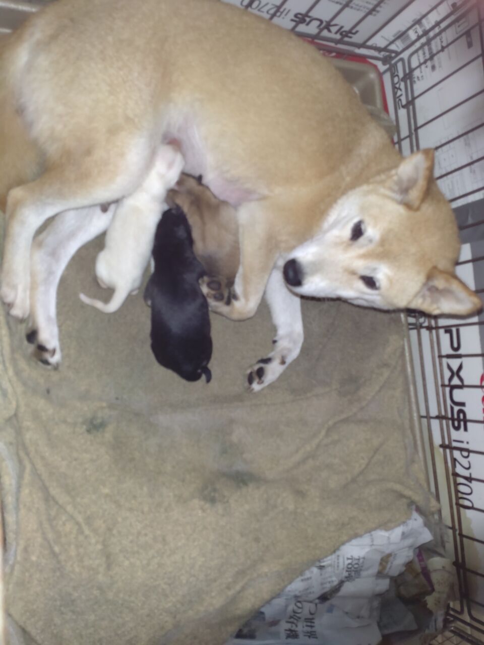 縄文犬 子育て日誌出産編 柴犬保存会秋田支部