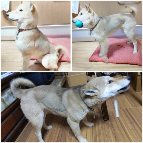 InCollage_20231222_091753481