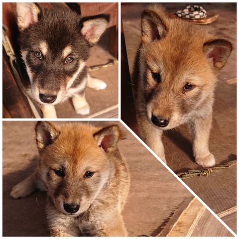 inCollage_20210625_074231893