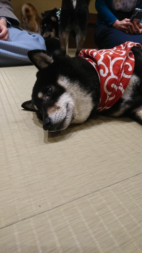 悲報 柴犬のまめ蔵 無事出所するも感情を失う 動物系まとめ