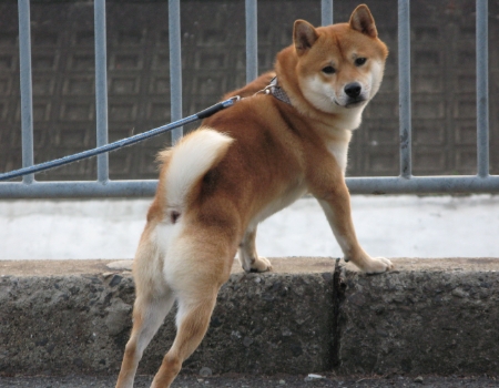 夏の間は散歩嫌い 柴犬ボンの日記