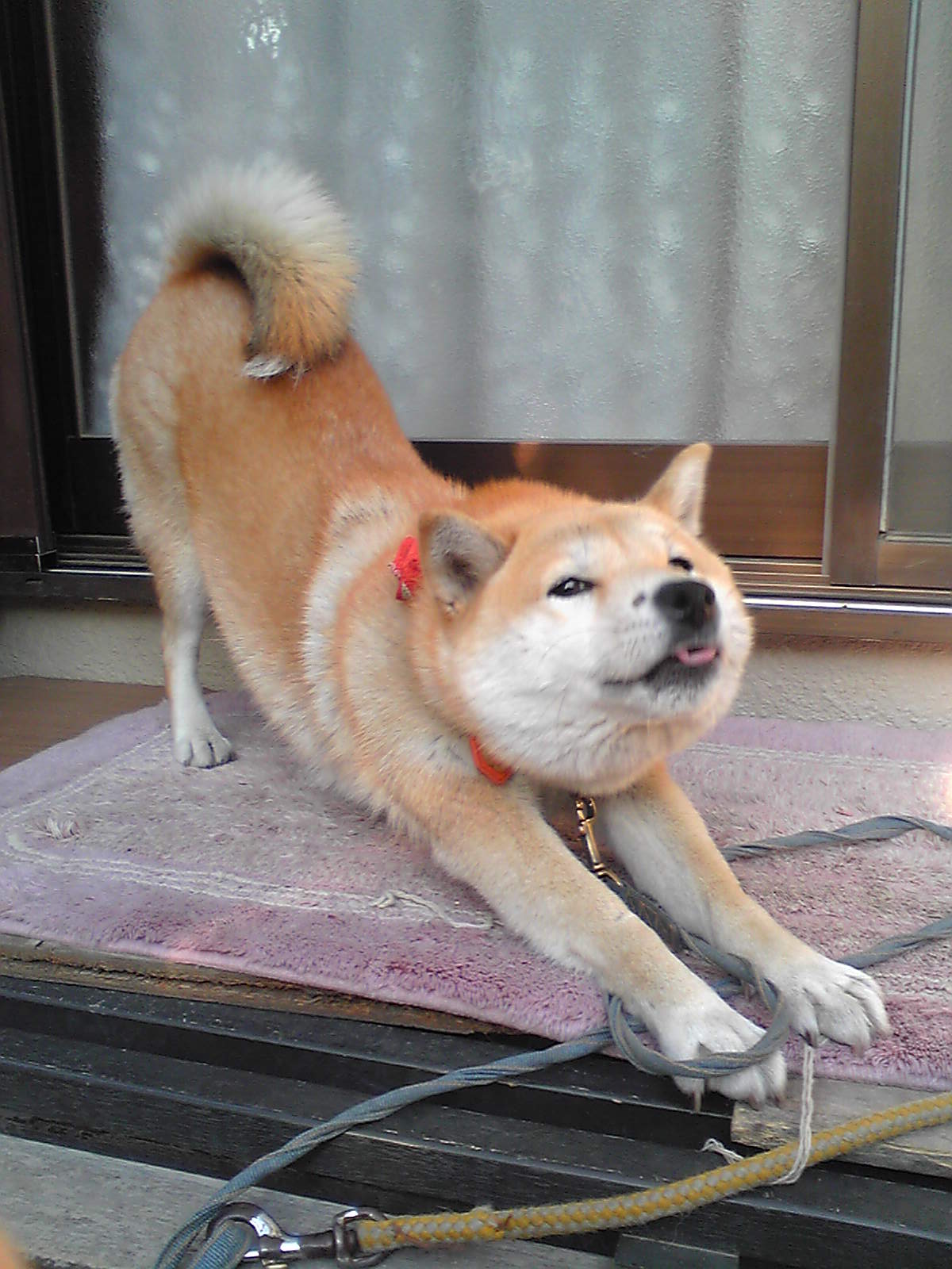 ネコみたいなハナ 柴犬ハナと気まぐれ日和