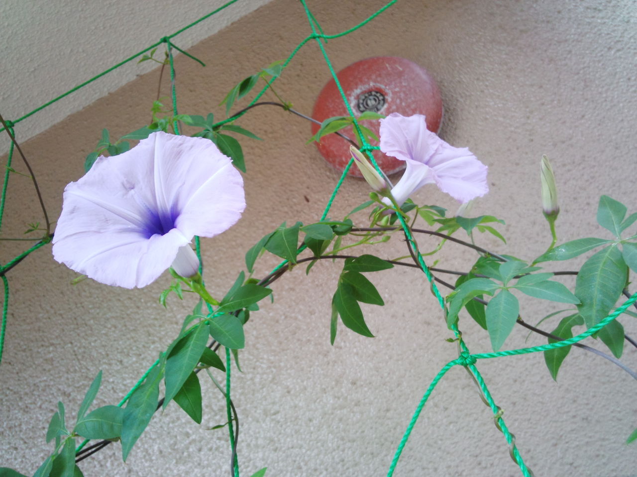 琉球朝顔 柴犬ハナと気まぐれ日和