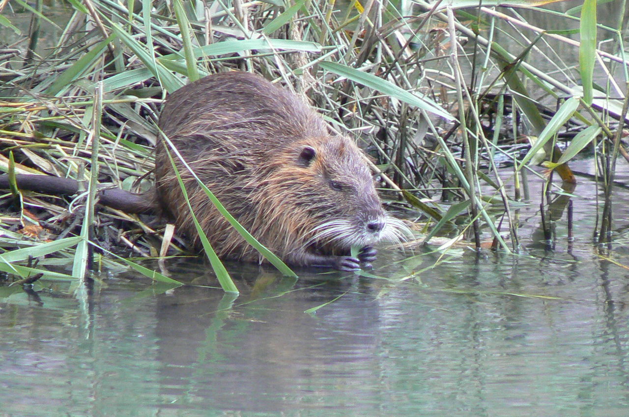 山田池公園 ヌートリア 柴犬ハナと気まぐれ日和