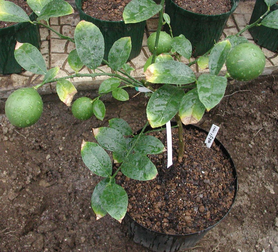レモンの苗 N浦菜園日誌 レモンの苗 N浦菜園日誌